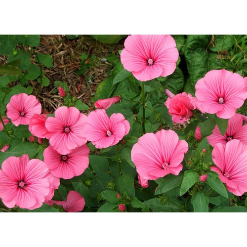 Hạt giống Hoa Cẩm Quỳ màu Hồng - Gói 0,5 gram