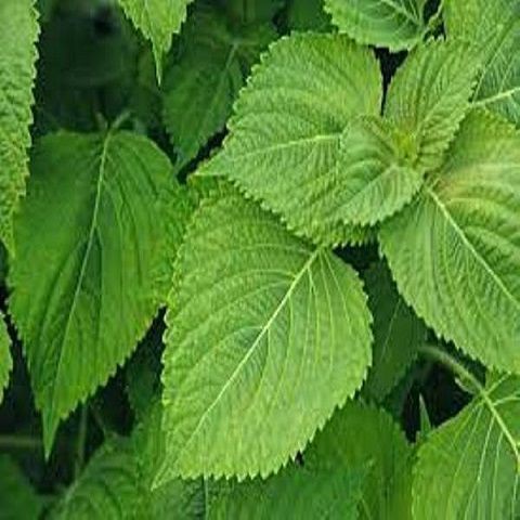 HẠT RAU THƠM MÈ LÁ MÈ HÀN QUỐC - GÓI 1 GRAM