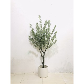 Cây giả - Cây dollar giả cao 130cm cây lá táo - Hằng decor
