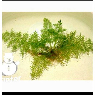 cây sừng hươu thủy sinh