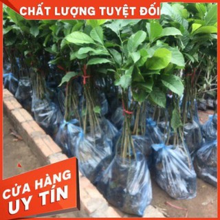 Cây Dổi Ghép lấy hạt