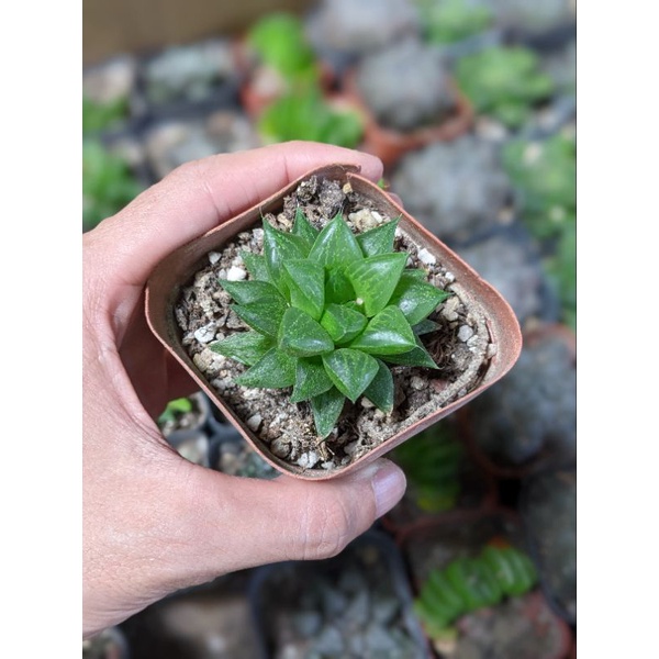 Sen đá kim cương Haworthia 🌵FREESHIP🔥Đã thuần khí nóng🌟  Bao  hư hỏng