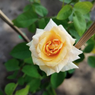 Cây giống hoa hồng bụi cổ tàu màu hoa Vàng - thegioiraumam