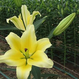 Củ giống hoa ly thơm màu vàng  size to 18/20