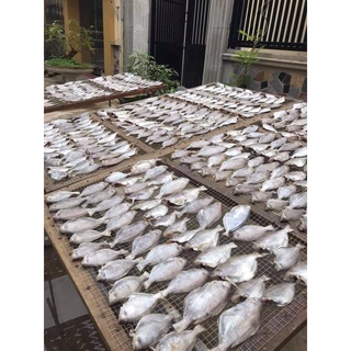 Cá Đội Đèn 1 Nắng