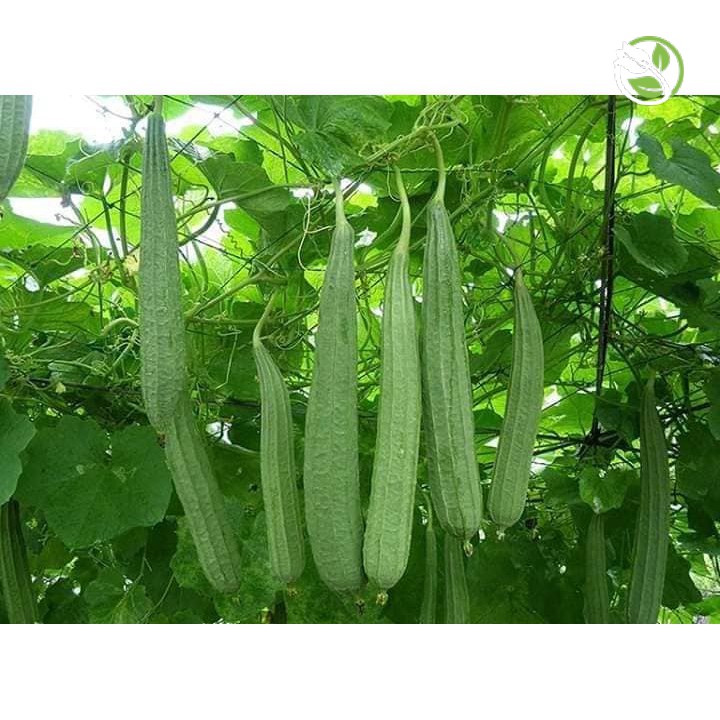 Hạt Giống Mướp Khía Thái Lan F1 PN-700 Phú Nông - Gói 1g - F1 Angled Gourd