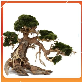 Lũa Bonsai mini cho bể cá thủy sinh