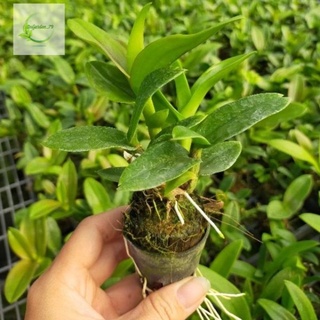 Combo 10 cây lan denro nhiều màu( cây lan giống)