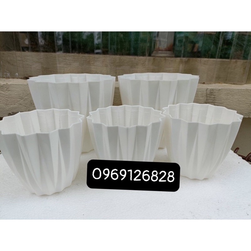 chậu múi khế để bàn không đĩa hàng dày đẹp Ảnh thật ạ