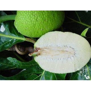 CÂY GIỐNG CÂY SA KÊ (cây bánh mỳ)