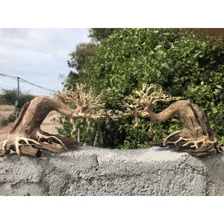 LŨA BONSAI CHO HỒ THỦY SINH SIZE NHỎ [TĐ/01]