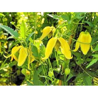 HẠT GIỐNG HOA ÔNG LÃO