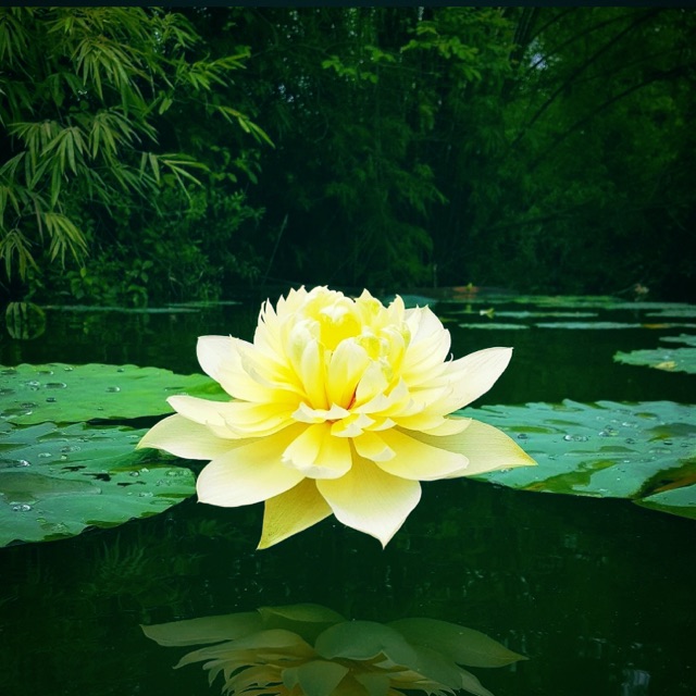 TINH HOA DƯỢC LIỆU VIỆT