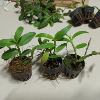 Lan phi điệp tím