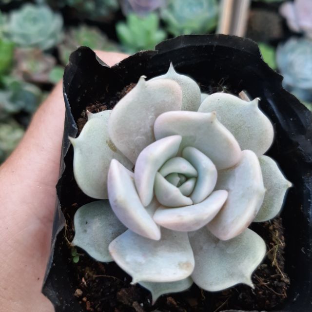 Sen Đá Lola 4-6cm siêu đẹp - 1 đổi 1.