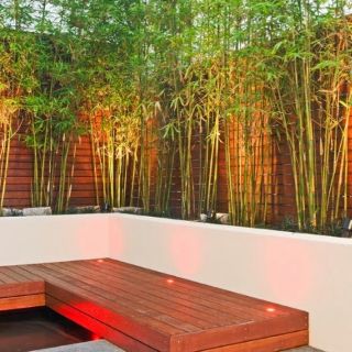 Cây 🌲 Trúc Quân Tử  bụi 3 cây ( 1m6 )