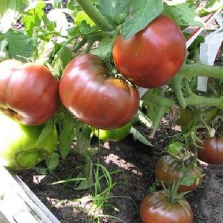 Hạt giống cà chua socola quả to - Gói 30 hạt - Kèm 3 viên xơ dừa ươm hạt