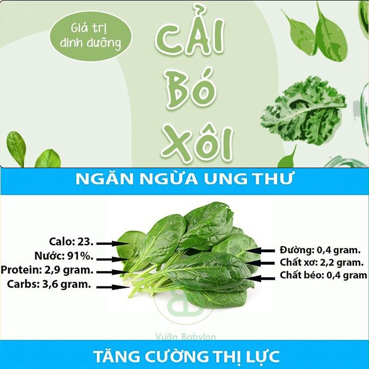 Hạt Giống Cải Bó Xôi 20Gr - Hạt Giống Rau Chân Vịt Dễ Trồng, Chịu Nhiệt