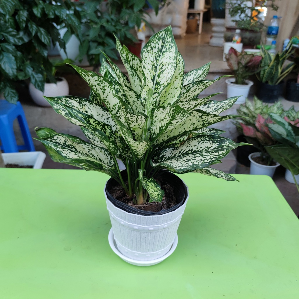 Cây ngọc ngân lá trắng xanh loại chậu bầu cao 30cm