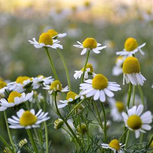 HẠT GIỐNG CÚC LA MÃ (ROMAN CHAMOMILE ≈ 280 HẠT)- CÚC ĐỨC ( GERMAN CHAMOMILE ≈ 250 HẠT)
