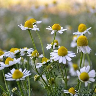 [ hạt giống nhập hàn] hạt giống cúc la mã (roman chamomile ≈ 280 hạt)- cúc đức ( german chamomile ≈ 250 hạt)