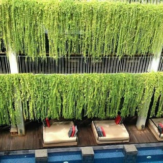 Cây 🌲 Cúc Tầng Ấn Độ