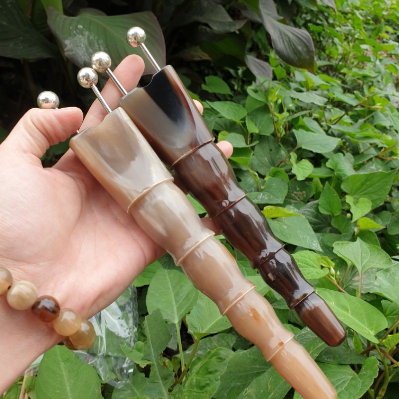 (HOT) Bọ cạp sừng đôi lớn đầu bạc ta nguyên chất 12 li