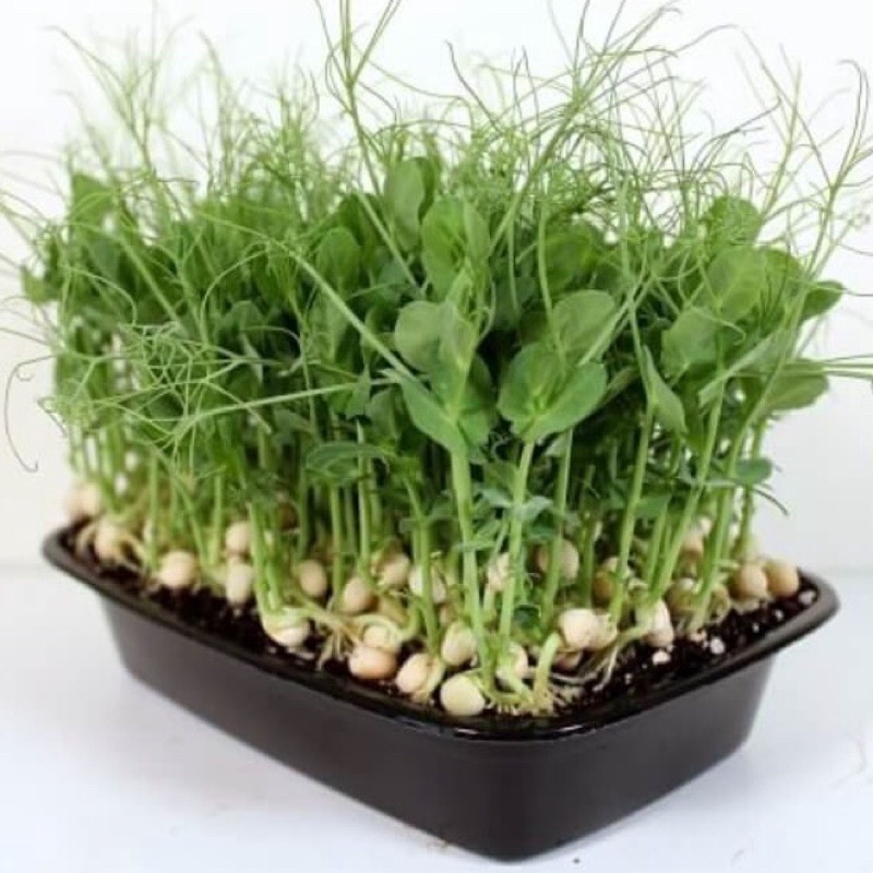1 kg hạt giống mầm đậu Hà lan