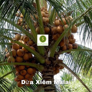 ( Giá Hot) Combo 05 Cây Dừa Xiêm Mã Lai Chuẩn Giống