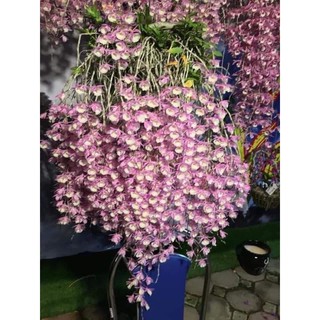 lan thiên cung lữ bố chậu bao đẹp