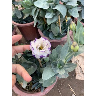 cát tường chậu các màu