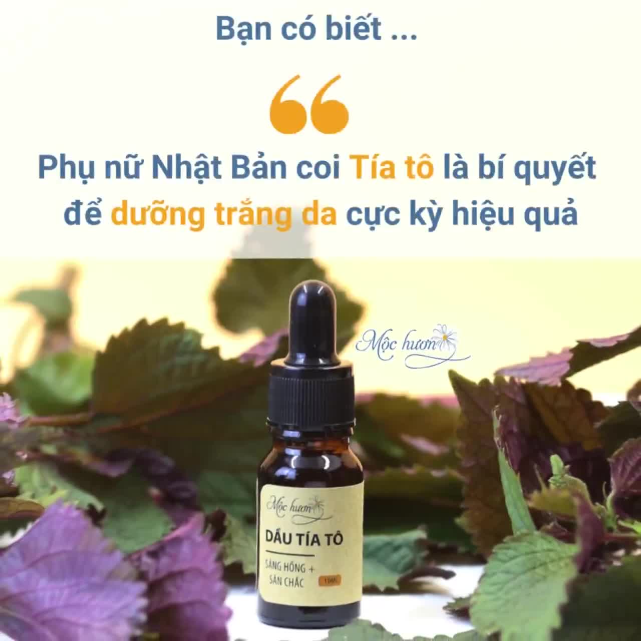 Dầu Dưỡng Tía Tô MỘC HƯƠNG Handmade Giúp Dưỡng Ẩm, Sáng Da, Kiềm Dầu, Trẻ Hóa 10ml | BigBuy360 - bigbuy360.vn