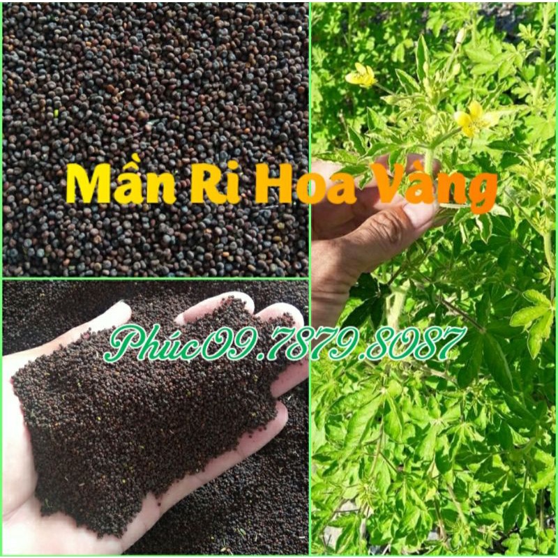 Mần Ri Hoa Vàng
