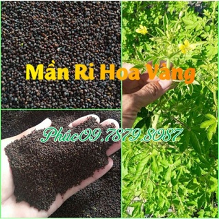 Mần ri hoa vàng