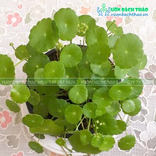 Cây cỏ đồng tiền để bàn đẹp