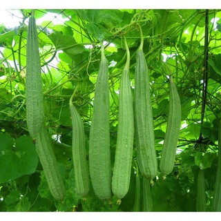Hạt Giống Mướp Khía Lai F1 Rama HMTD 14 Hạt/gói - Sinh Trưởng Mạnh, Hỗ Trợ Giảm Cân, Chữa Đau Nửa Đầu