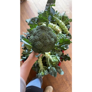 Bông cải xanh ĐÀ LẠT - rau củ vườn có sẵn