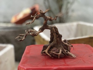 Cây bonsai D20xc20 cho bể cá thuỷ sinh