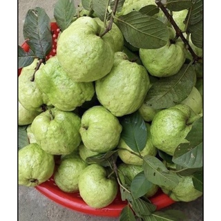 Combo 3Kg Ổi Nữ Hoàng