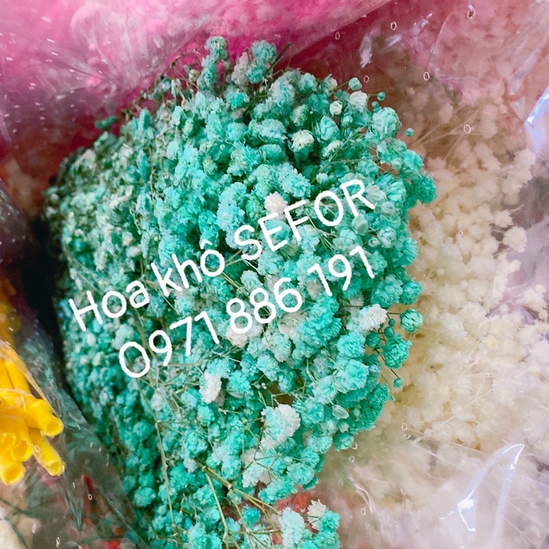 Hoa baby ướp xanh dương❤️FREESHIP❤️ Gypsophila hoa khô trang trí phòng ngủ, làm đồ handmade