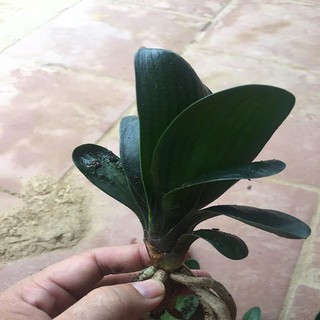 LAN QUÂN TỬ CÂY GIỐNG SIZE NHỎ, hàng rễ trần GIÁ RẺ - LQTRTN