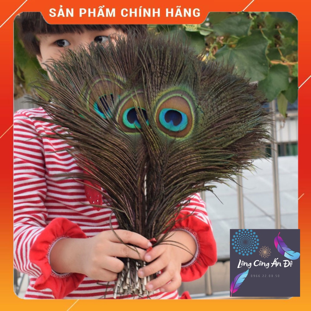Lông công tự nhiên dài 20-30 cm