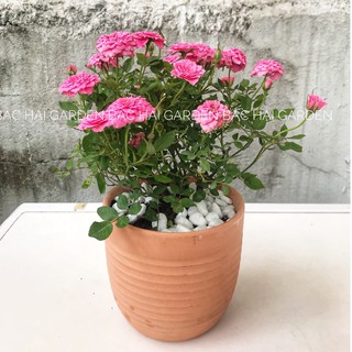 Hoa hồng tỉ muội kèm chậu đất nung sẵn nhiều hoa