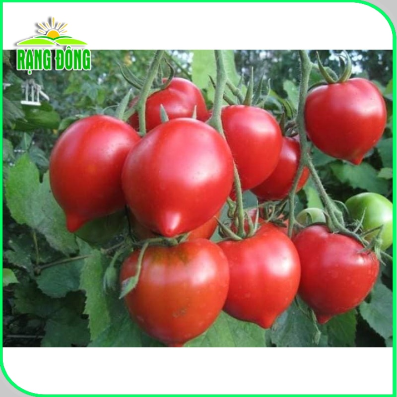 Hạt giống Cà Chua Trái Tim Đỏ, cơm dày, ngọt, thơm, trồng quanh năm (gói 0,1 gr) - Hạt giống Rạng Đông