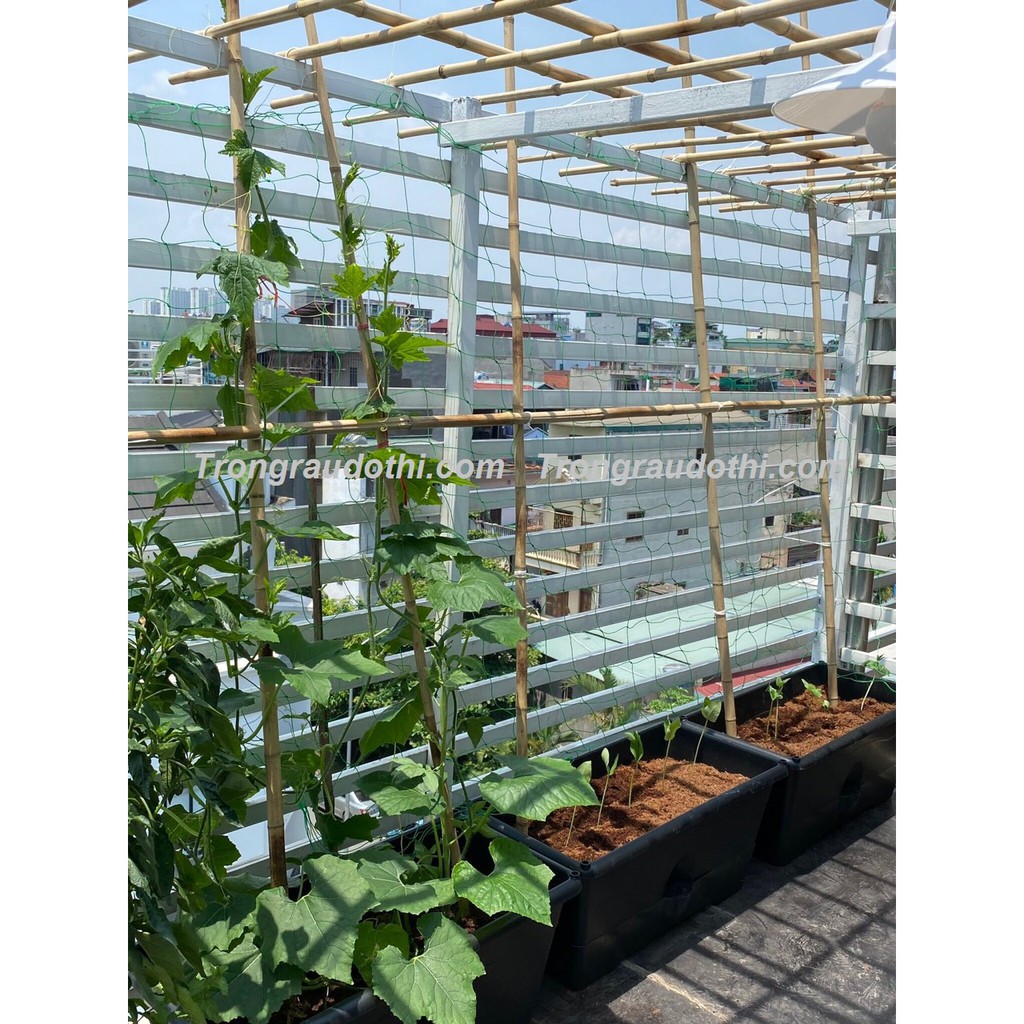 Combo 5 Khay Trồng Rau Bán Thủy Canh Dosa - Cung Cấp Bởi Trồng Rau Đô Thị