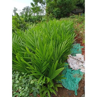 cau tứ quý