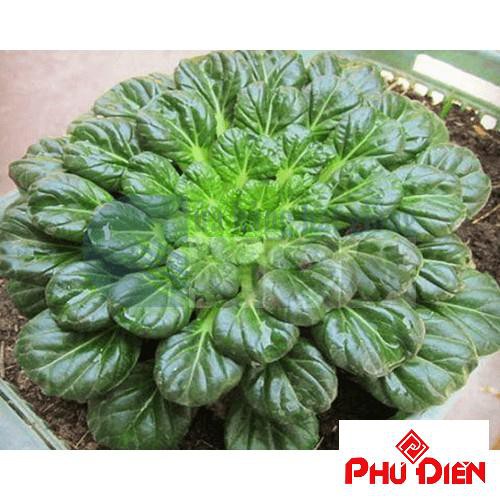 hạt giống cải hoa hồng 150 hạt  PHÚ ĐIỀN