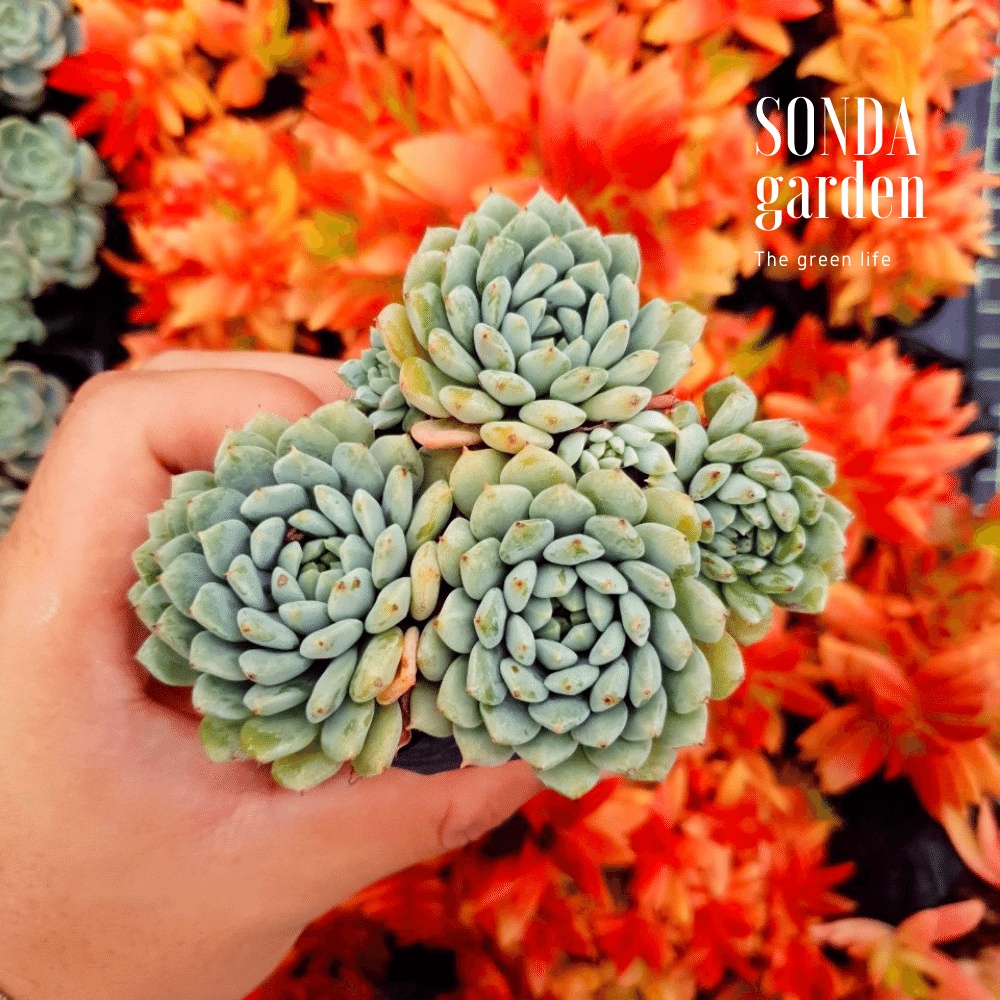 Sen đá dù xanh SONDA GARDEN size bé 6-7cm, cây cảnh trang trí nhà cửa, lỗi 1 đổi 1