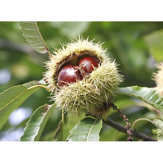 Cây giống hạt dẻ Chestnut Trùng Khánh
