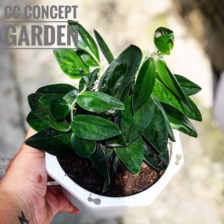 Trầu Bà Moonlight Đen | Scindapsus dark moonlight